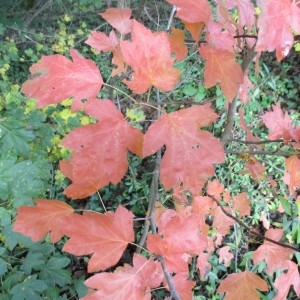 Photographie n°1000402 du taxon Sorbus torminalis (L.) Crantz