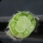  Dominique Remaud - Kickxia spuria (L.) Dumort.