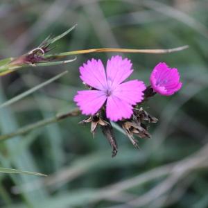 Photographie n°1000643 du taxon Dianthus carthusianorum L. [1753]