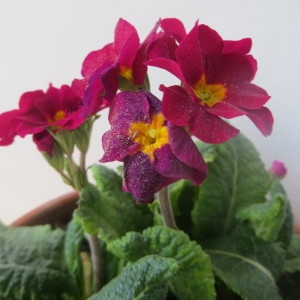 Photographie n°1000703 du taxon Primula L. [1753]