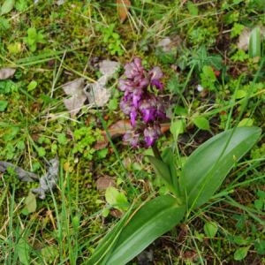 Photographie n°1001031 du taxon Himantoglossum robertianum (Loisel.) P.Delforge [1999]