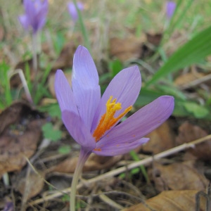 Photographie n°1001044 du taxon Crocus nudiflorus Sm. [1798]