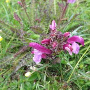 Photographie n°1001658 du taxon Pedicularis gyroflexa Vill. [1785]