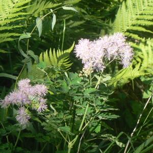 Photographie n°1001714 du taxon Thalictrum aquilegiifolium L. [1753]