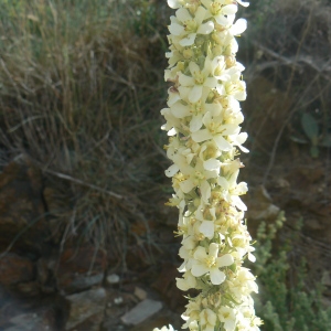 Photographie n°1001732 du taxon Verbascum lychnitis L. [1753]