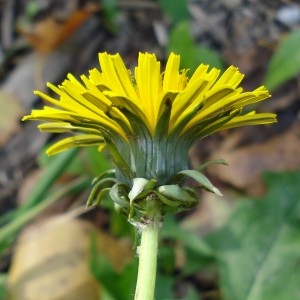 Taraxacum mediterraneum Soest (Pissenlit de la Méditerranée)