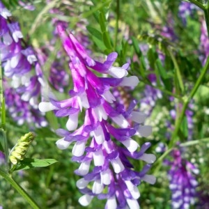 Photographie n°1002782 du taxon Vicia dasycarpa Ten. [1829]