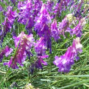 Photographie n°1002783 du taxon Vicia dasycarpa Ten. [1829]