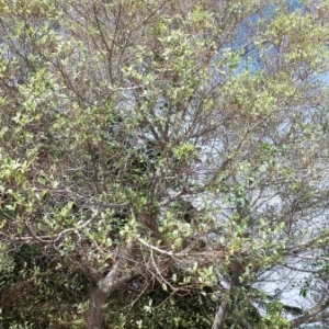 Photographie n°1002848 du taxon Ficus L. [1753]