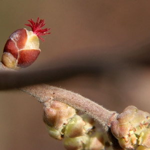 Corylus avellana L. (Coudrier)