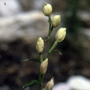 Photographie n°1003676 du taxon Cephalanthera damasonium (Mill.) Druce [1906]