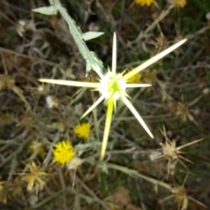 Photographie n°1004204 du taxon Centaurea solstitialis L. [1753]