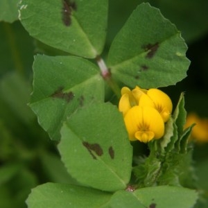 Photographie n°1004280 du taxon Medicago arabica (L.) Huds. [1762]