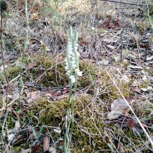 Photographie n°1004328 du taxon Spiranthes spiralis (L.) Chevall. [1827]