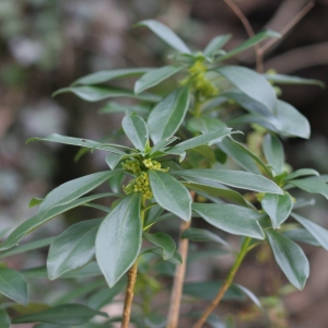 Photographie n°1004585 du taxon Daphne laureola L. [1753]