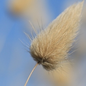 Photographie n°1004626 du taxon Lagurus ovatus L. [1753]