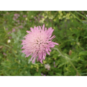 Knautia timeroyii Jord. (Knautie de Timeroy)