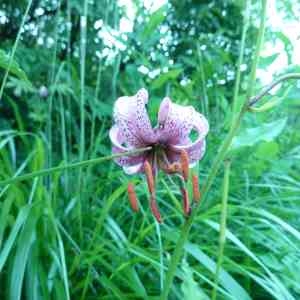 Photographie n°1004842 du taxon Lilium martagon L.