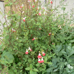 Photographie n°1005377 du taxon Salvia microphylla Kunth [1818]