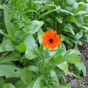 Photographie n°1005475 du taxon Calendula officinalis L. [1753]