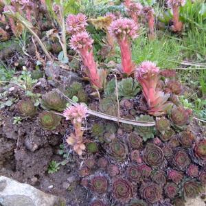 Photographie n°1005856 du taxon Sempervivum tectorum L. [1753]