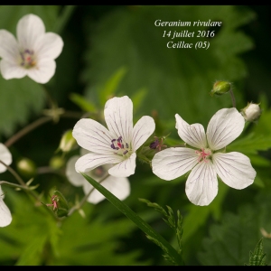 Geranium striatum Clairv. (Géranium blanc)