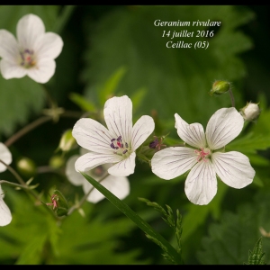 Photographie n°1005868 du taxon Geranium rivulare Vill. [1779]