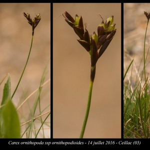  - Carex ornithopoda subsp. ornithopodioides (Hausm.) Nyman [1882]