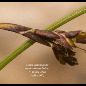  - Carex ornithopoda subsp. ornithopodioides (Hausm.) Nyman [1882]