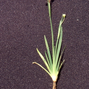 Photographie n°1005936 du taxon Sisyrinchium montanum Greene [1899]