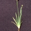  Liliane Roubaudi - Sisyrinchium montanum Greene [1899]