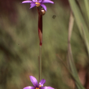 Photographie n°1005937 du taxon Sisyrinchium montanum Greene [1899]