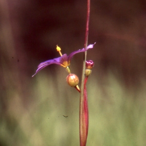 Photographie n°1005940 du taxon Sisyrinchium montanum Greene [1899]