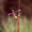  Liliane Roubaudi - Sisyrinchium montanum Greene [1899]