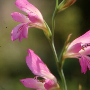 Photographie n°1005951 du taxon Gladiolus italicus Mill. [1768]