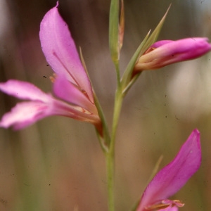 Photographie n°1005962 du taxon Gladiolus italicus Mill. [1768]
