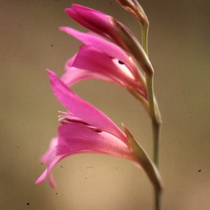 Photographie n°1005968 du taxon Gladiolus italicus Mill. [1768]