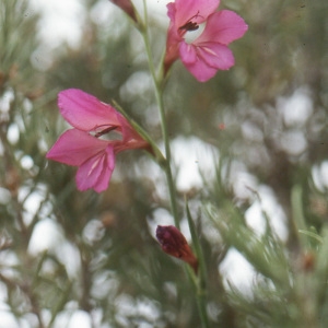 Photographie n°1005971 du taxon Gladiolus italicus Mill. [1768]