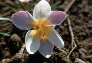 Liliane Roubaudi, le  9 avril 1998 (Grèce)