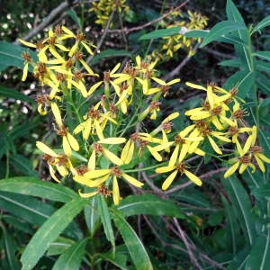 Photographie n°1006013 du taxon Senecio ovatus (P.Gaertn., B.Mey. & Scherb.) Willd. [1803]