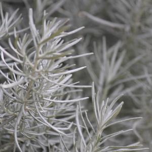 Photographie n°1006061 du taxon Helichrysum italicum (Roth) G.Don [1830]