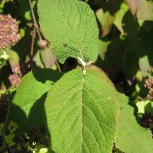 Photographie n°1006211 du taxon Viburnum lantana L. [1753]