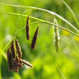 Photographie n°1006617 du taxon Carex frigida All. [1785]