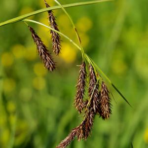 Photographie n°1006623 du taxon Carex frigida All. [1785]