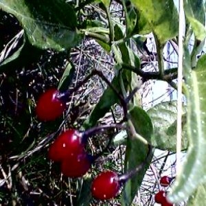 Photographie n°1006922 du taxon Solanum dulcamara L. [1753]