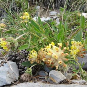 Photographie n°1006979 du taxon Anthyllis vulneraria L. [1753]