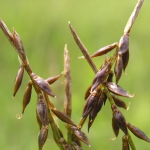 Photographie n°1007133 du taxon Carex pulicaris L. [1753]