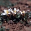  Liliane Roubaudi - Romulea bulbocodium (L.) Sebast. & Mauri [1818]