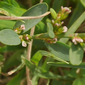 Photographie n°1007636 du taxon Polygonum aviculare L. [1753]