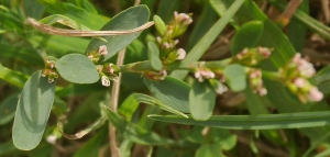 Marcel Etienne, le 25 octobre 2016 (Vernet-les-Bains (l'Axide))